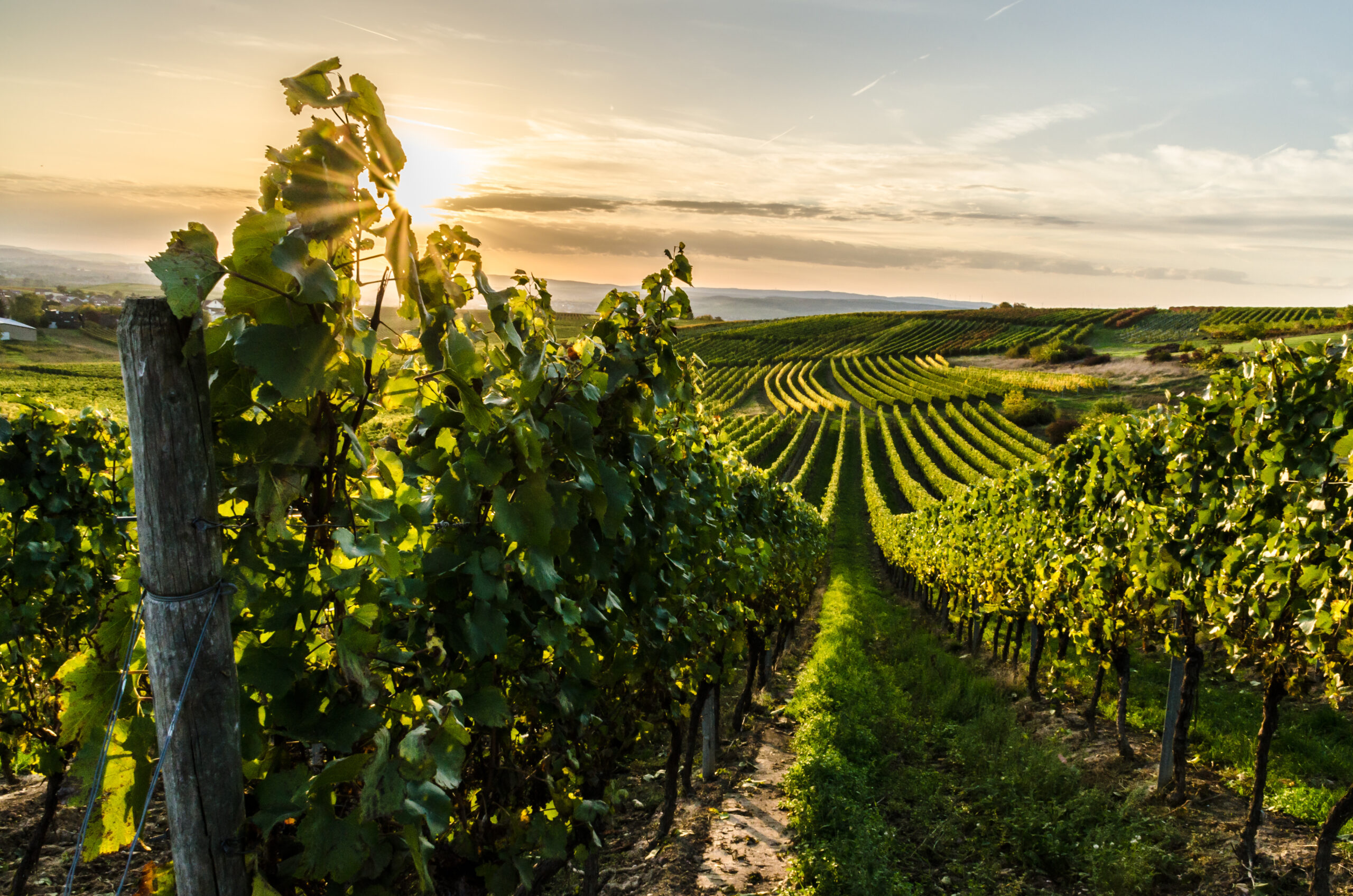 Weinberg in Rheinhessen im Sonnenuntergang