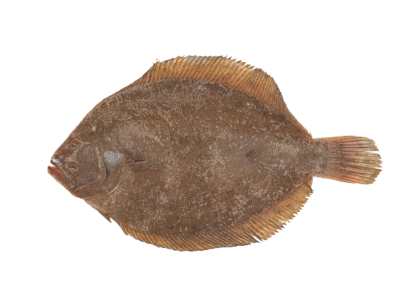 Barbue