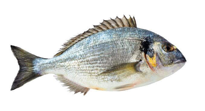 Dorade royale