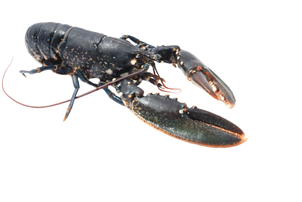 Homard européen vivant