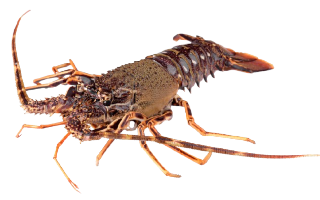 Langouste royale vivante