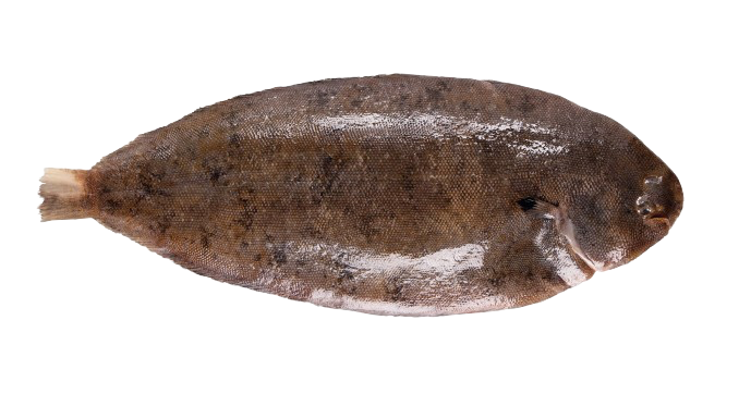 Sole