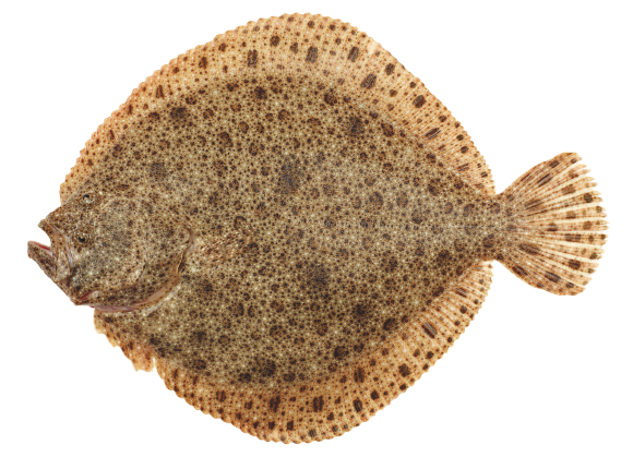 Turbot