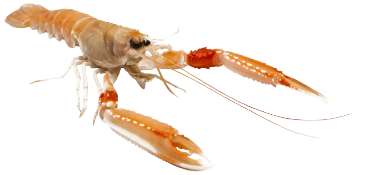 Langoustine vivante